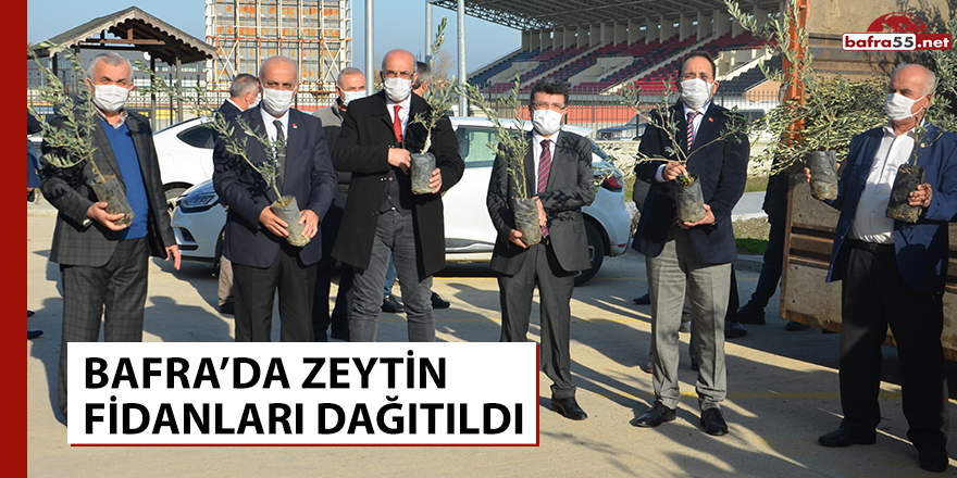 Bafra’da zeytin fidanları dağıtıldı