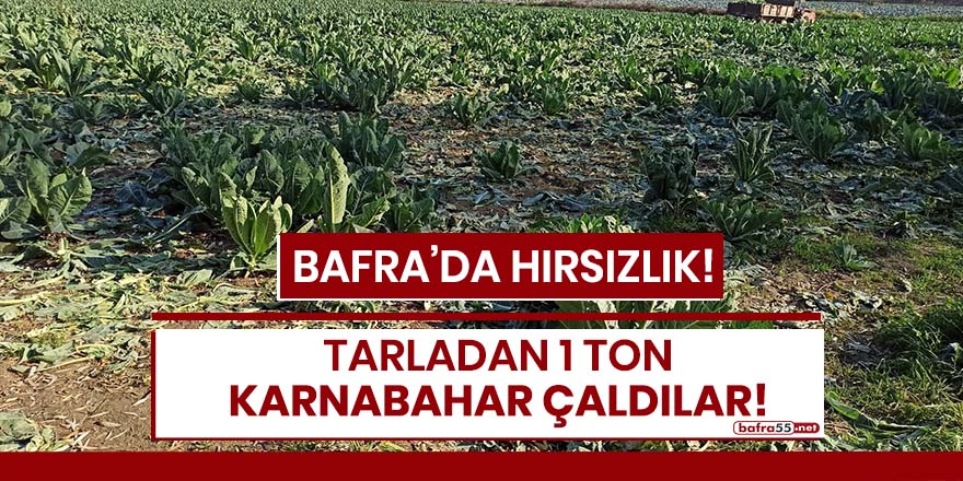 Bafra'da hırsızlık! 1 ton karnabahar çaldılar