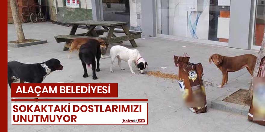 ALAÇAM BELEDİYESİ SOKAKTAKİ DOSTLARIMIZI UNUTMUYOR