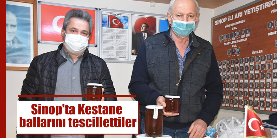 Sinop'ta Kestane ballarını tescillettiler