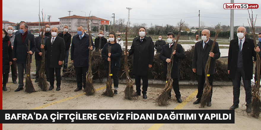 Bafra’da çiftçilere ceviz fidanı dağıtımı yapıldı!