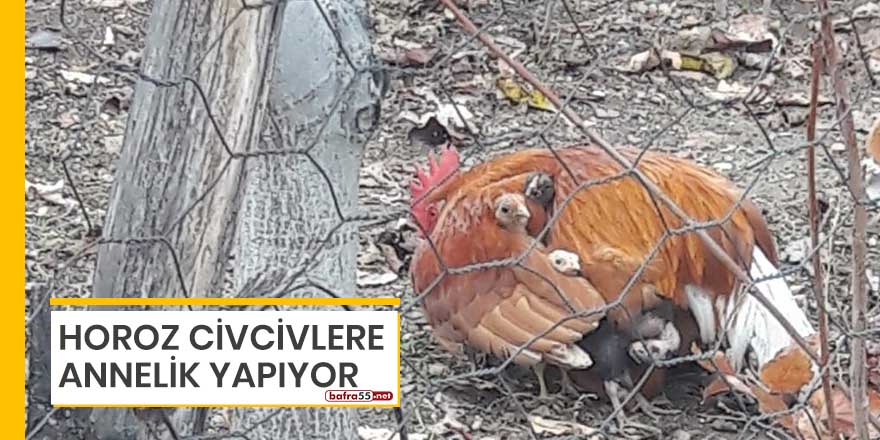 Horoz civcivlere annelik yapıyor