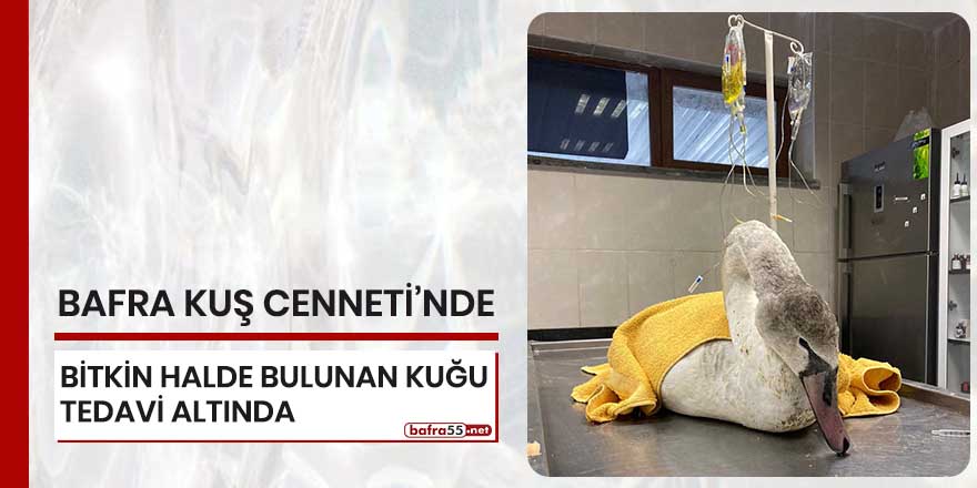 Kuş Cenneti'nde bitkin halde bulunan kuğu tedavi altında