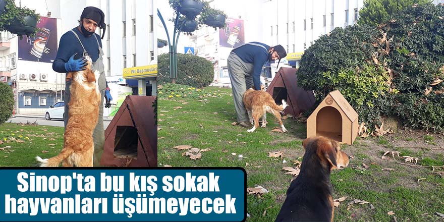 Sinop'ta bu kış sokak hayvanları üşümeyecek