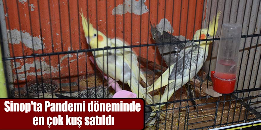 Sinop'ta Pandemi döneminde en çok kuş satıldı