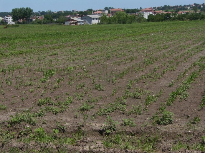 YETERSİZ KALAN SU KANALI BİBER TARLALARINDA ZARARA YOL AÇTI