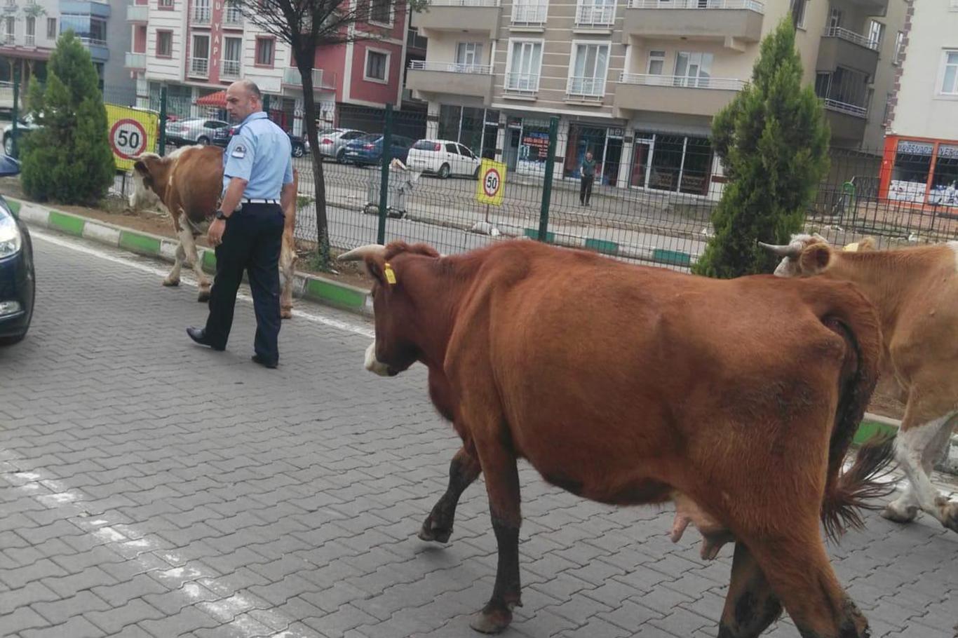 BAŞI BOŞ İNEKLER YOLLARA ÇIKTI