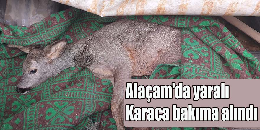 Alaçam'da yaralı Karaca bakıma alındı