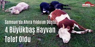 BAFRA'DA YANGINDA 4 BÜYÜKBAŞ HAYVAN TELEF OLDU