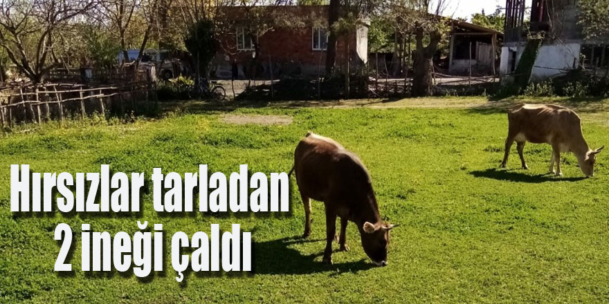 Hırsızlar tarladan 2 ineği çaldı