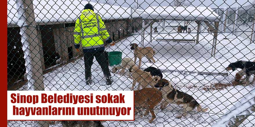 Sinop Belediyesi sokak hayvanlarını unutmuyor