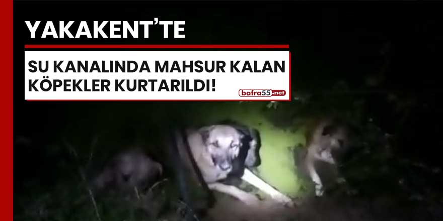 Yakakent'te su kanalında mahsur kalan köpekler kurtarıldı!