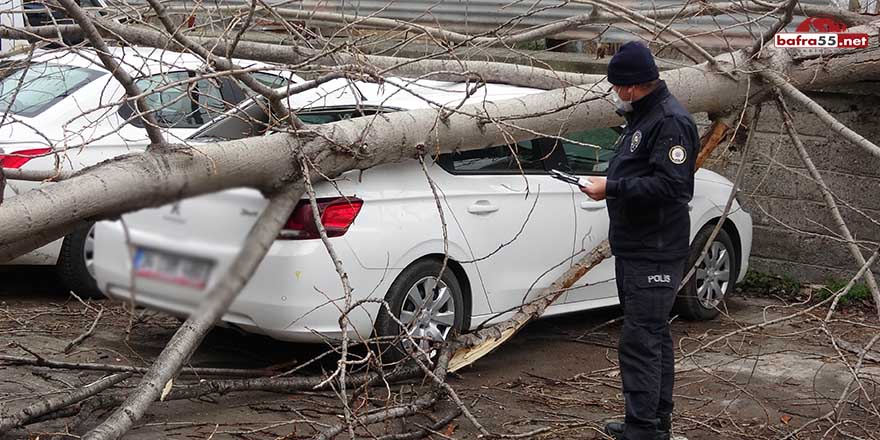 Samsun'da ağaç arabanın üzerine devrildi