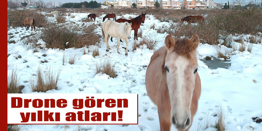 Drone gören yılkı atları!