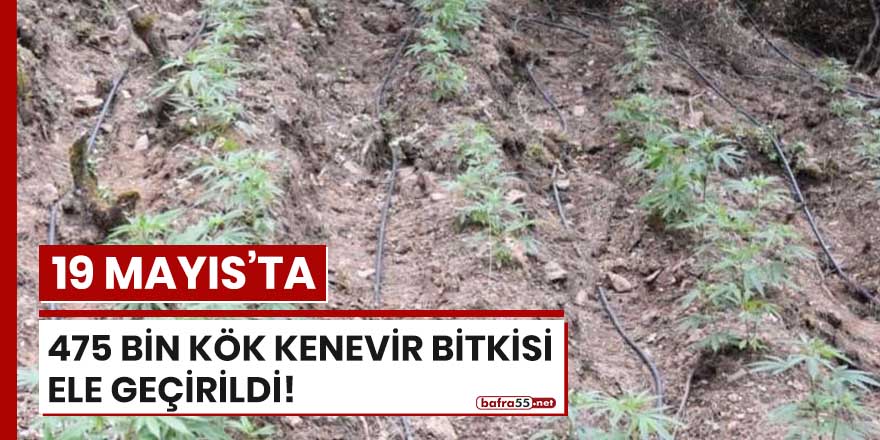 19 Mayıs'ta 475 bin kök kenevir bitkisi ele geçirildi!