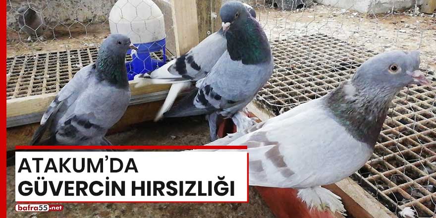 Atakum'da güvercin hırsızlığı