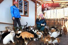 Kediler kasabası Samsun'da kuruldu