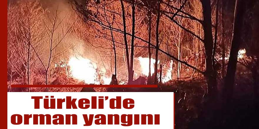 Türkeli’de orman yangını