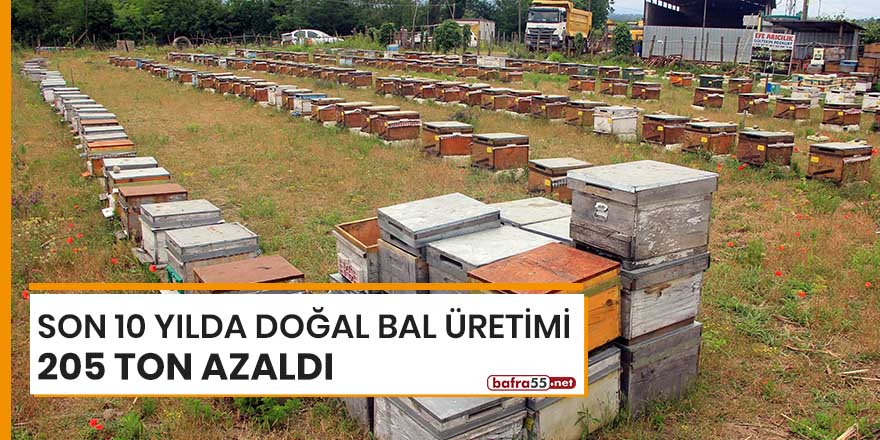 Samsun'da son 10 yılda doğal bal üretimi 205 ton azaldı