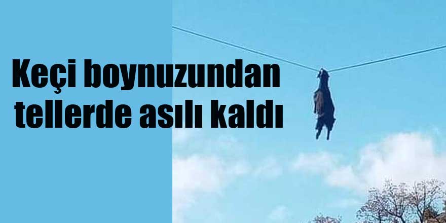 Keçi boynuzundan tellerde asılı kaldı