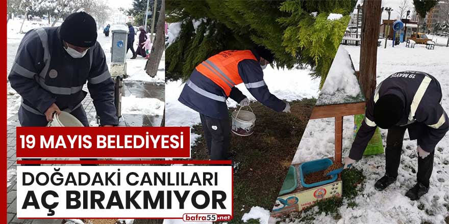 19 Mayıs Belediyesi doğadaki canlıları aç bırakmıyor