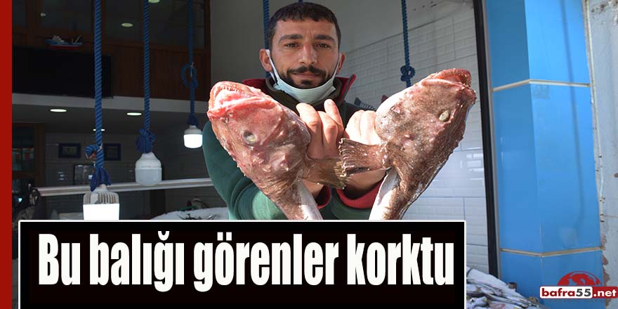 Bu balığı görenler korktu