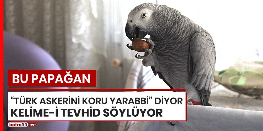 Bu papağan "Türk askerini koru Yarabbi diyor", Kelime-i Tevhid söylüyor