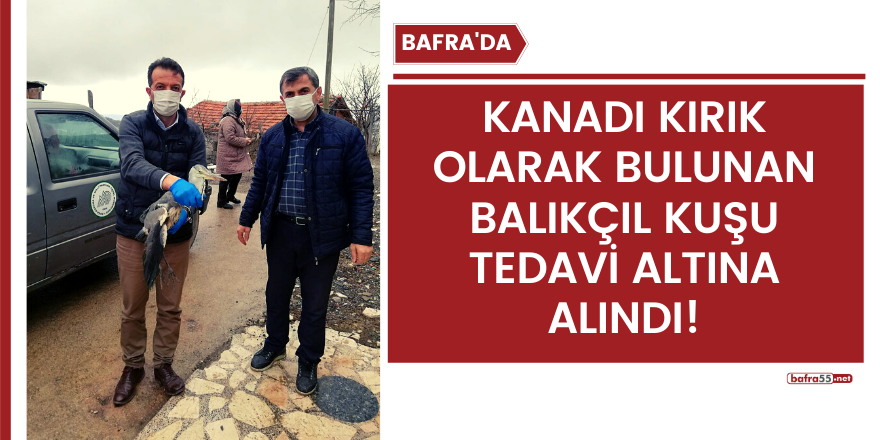 Bafra'da kanadı kırık olarak bulunan balıkçıl kuşu tedavi altına alındı