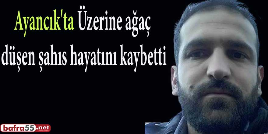 Ayancık'ta Üzerine ağaç düşen şahıs hayatını kaybetti