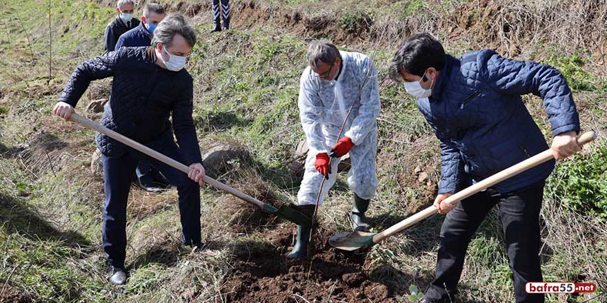 Meyve fidanları SAMÜ personelleri aracılığıyla toprakla buluştu