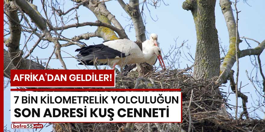 7 bin kilometrelik yolculuğun son adresi Kuş Cenneti