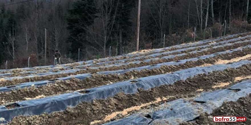 Sinop'un yeni gözdesi mavi yemiş