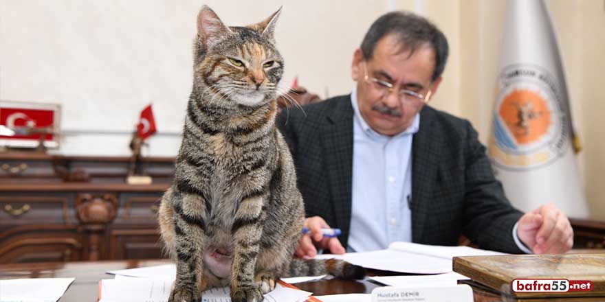 Başkan Demir'in sahiplendiği kedi Belediye'nin ilgi odağı oldu