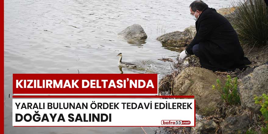 Kızılırmak Deltası'nda yaralı bulunan ördek tedavi edilerek doğaya salındı