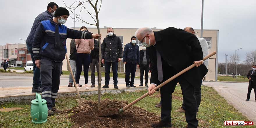 Kurupelit Yerleşkesi ıhlamurlarla daha da yeşillenecek