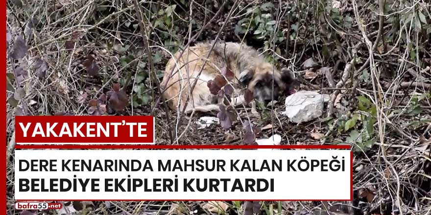 Yakakent'te dere kenarında mahsur kalan köpeği belediye ekipleri kurtardı