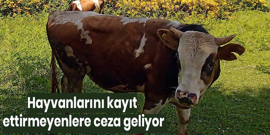 Hayvanlarını kayıt ettirmeyenlere ceza geliyor