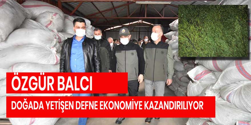 DOĞADA YETİŞEN DEFNE EKONOMİYE KAZANDIRILIYOR