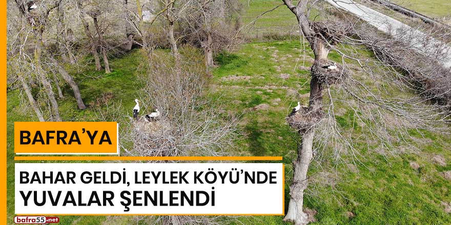 Bafra'ya bahar geldi, Leylek Köyü'nde yuvalar şenlendi