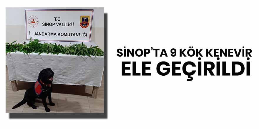 Sinop’ta 9 kök kenevir ele geçirildi