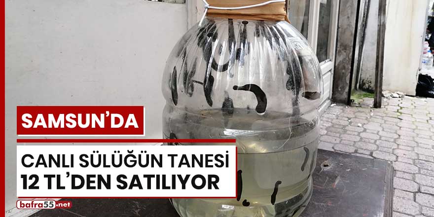 Samsun'da canlı sülüğün tanesi 12 TL'den satılıyor