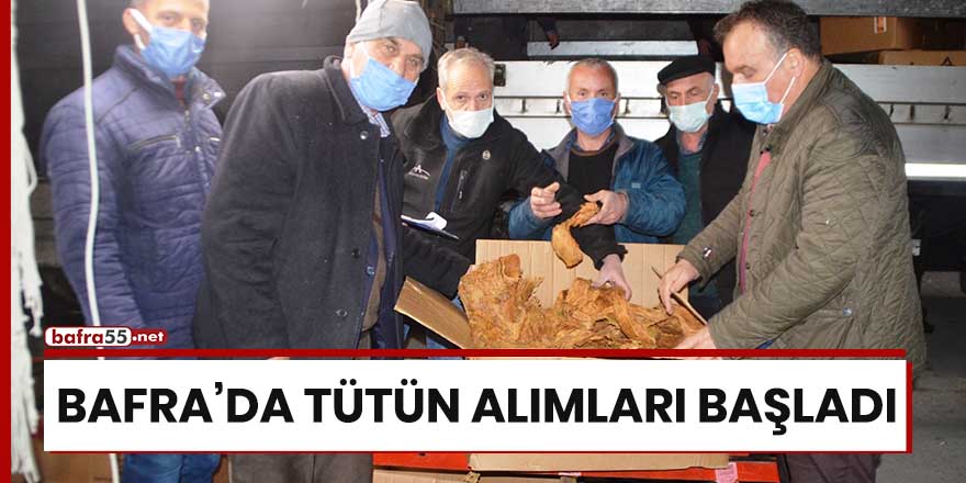 Bafra'da tütün alımları başladı