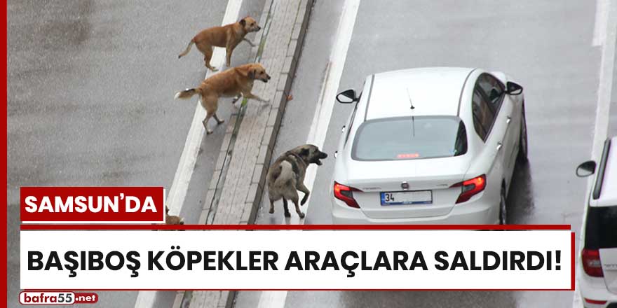 Samsun'da başıboş köpekler araçlara saldırdı