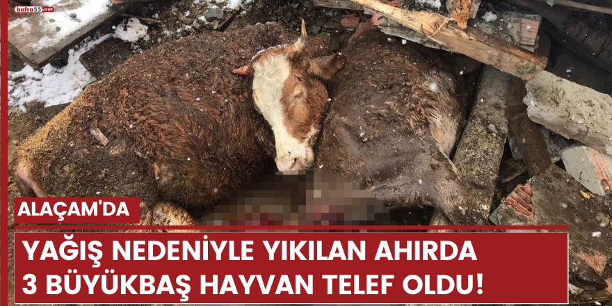 Alaçam'da yağış nedeniyle yıkılan ahırda 3 büyükbaş hayvan telef oldu