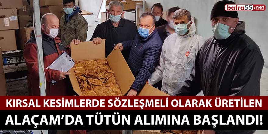 Alaçam ilçesinde sözleşmeli olarak üretilen tütünün alımına başlandı!