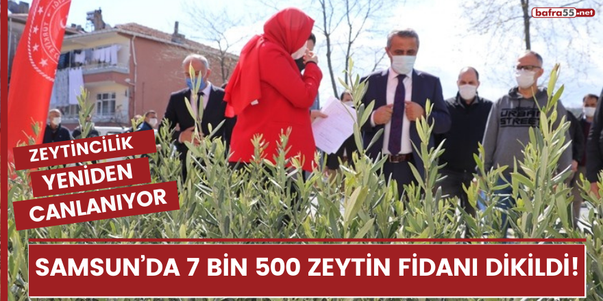 Samsun’da 7 bin 500 zeytin fidanı dikildi: Zeytincilik yeniden canlanıyor!