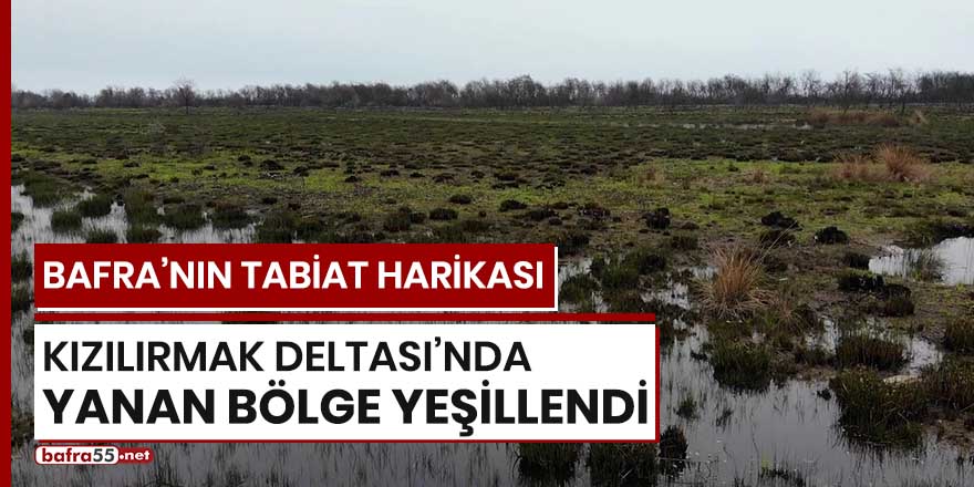 Bafra'nın tabiat harikası Kızılırmak Deltası'nda yanan bölge yeşillendi