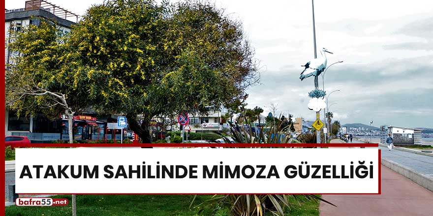 Atakum sahilinde mimoza güzelliği