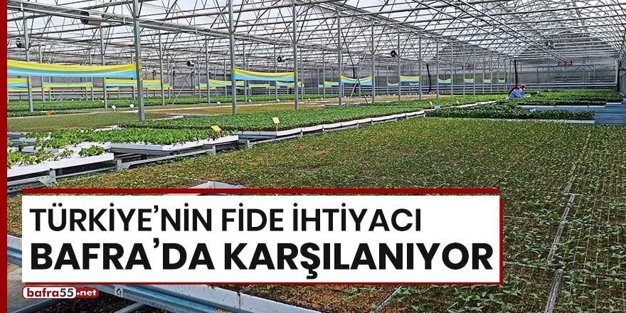 Türkiye'nin fide ihtiyacı Bafra'da karşılanıyor