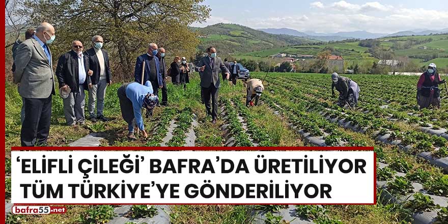 'Elifli çileği' Bafra'da üretiliyor tüm Türkiye'ye gönderiliyor